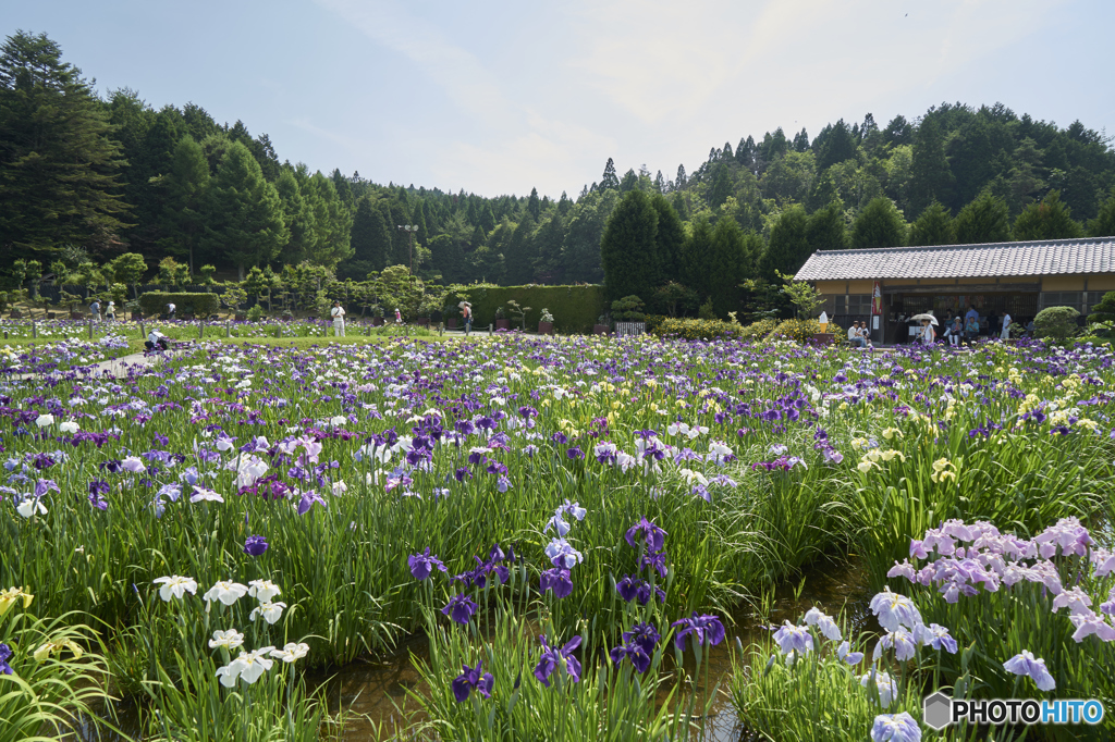 三田・永沢寺／しょうぶ園