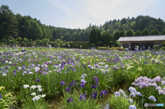 三田・永沢寺／しょうぶ園