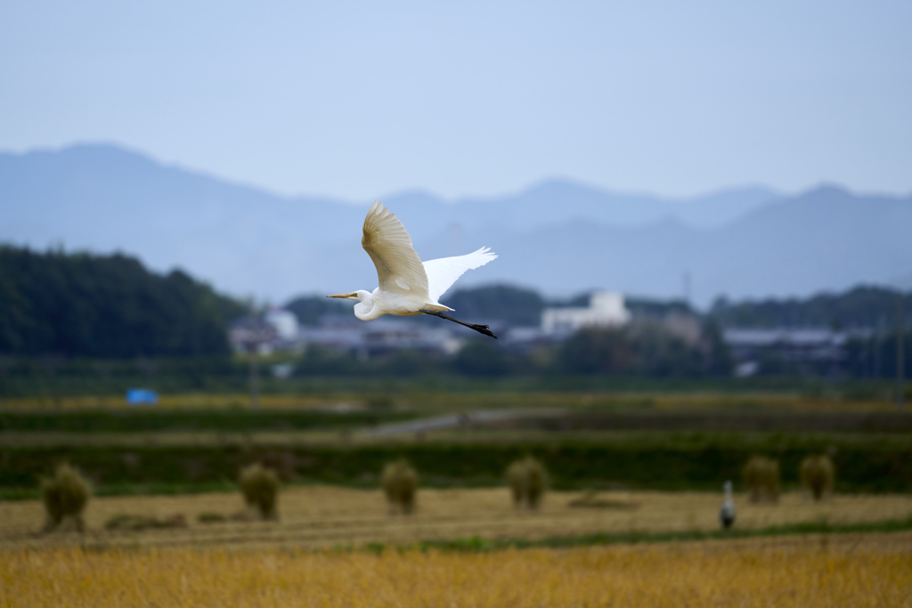 鳥さん