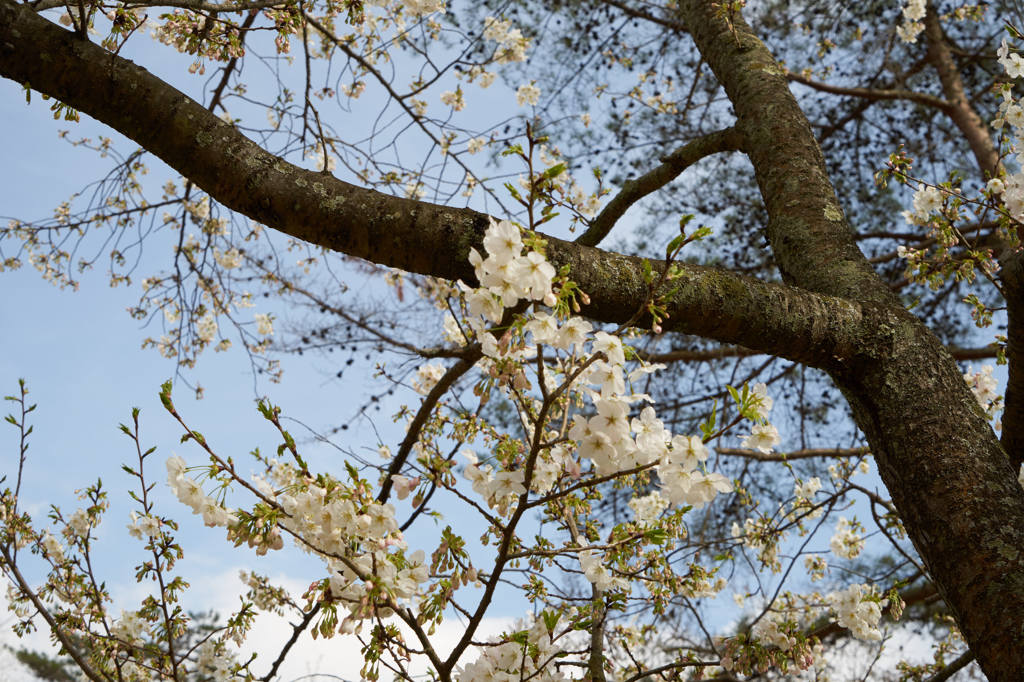 お花見、公園にて