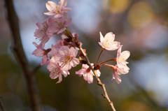 桜？
