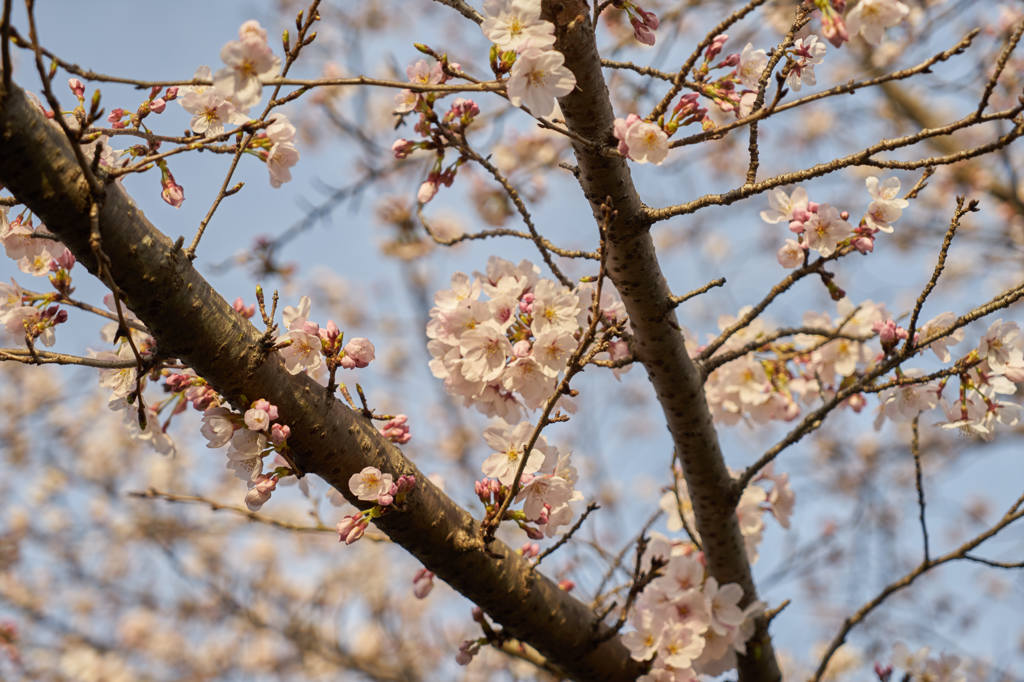 桜