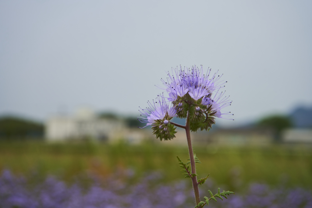 花？