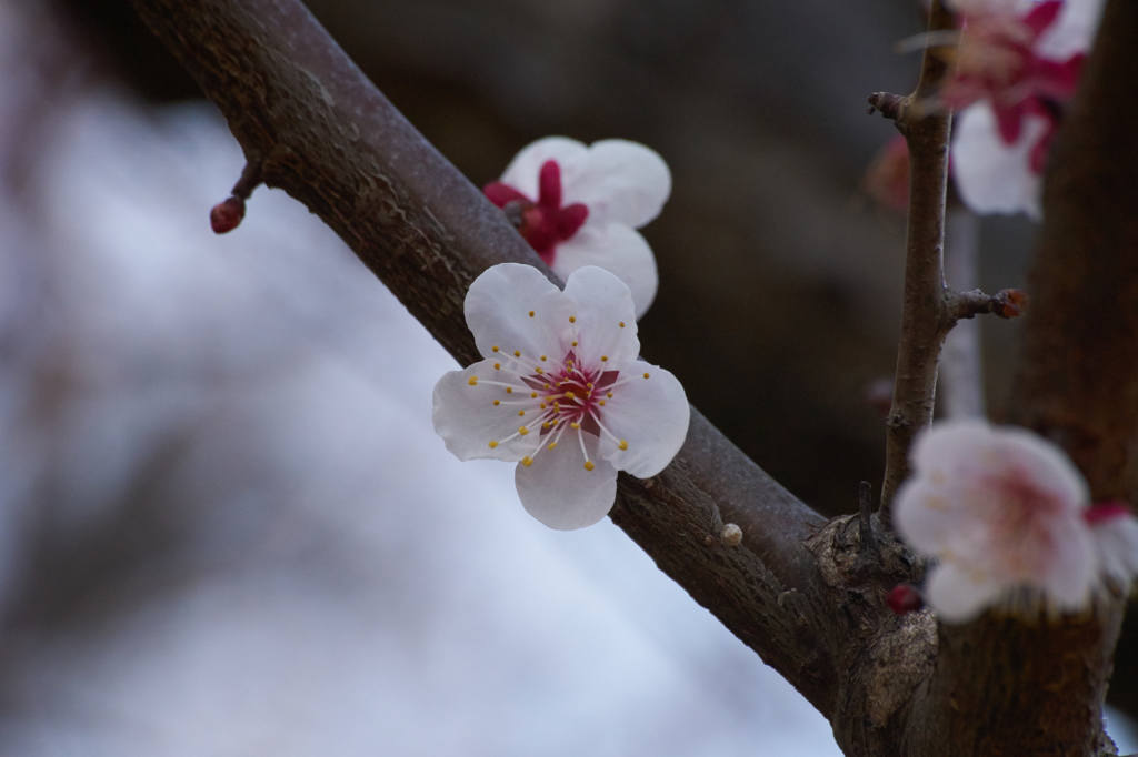 梅花