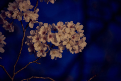 夜桜