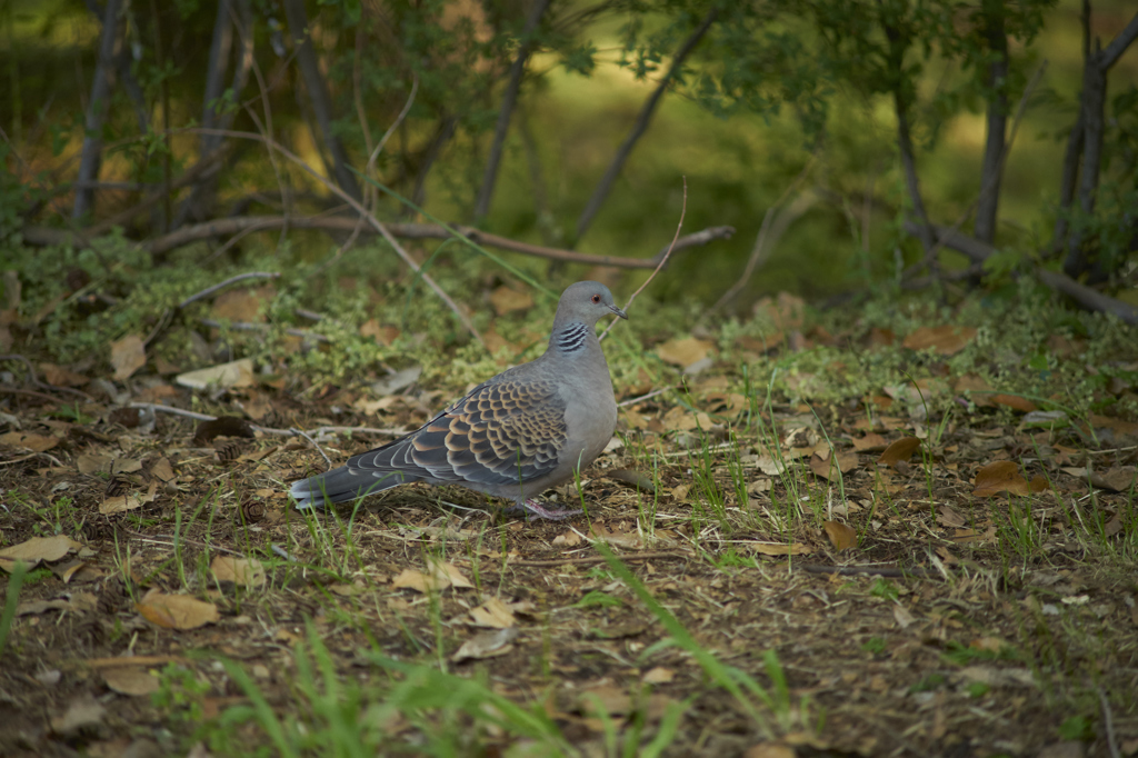 鳩さん