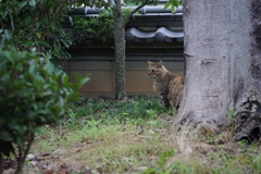家の庭から
