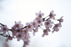 桜２