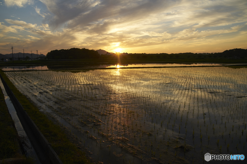 水田と夕暮れ１