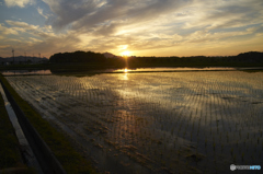 水田と夕暮れ１