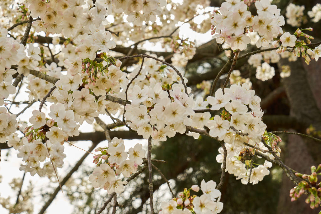 お花見、公園にて