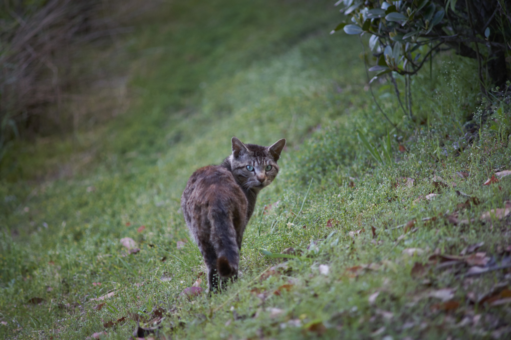 野良猫