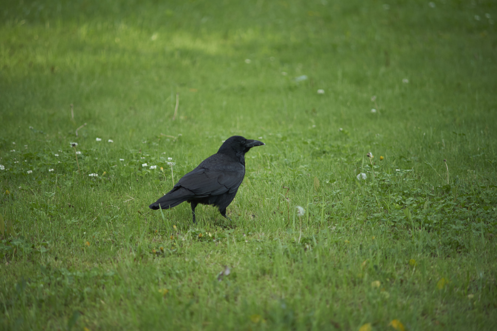 カラス君