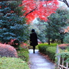 紅葉