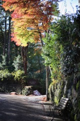 紅葉を見ながら