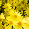 Yellow Magic