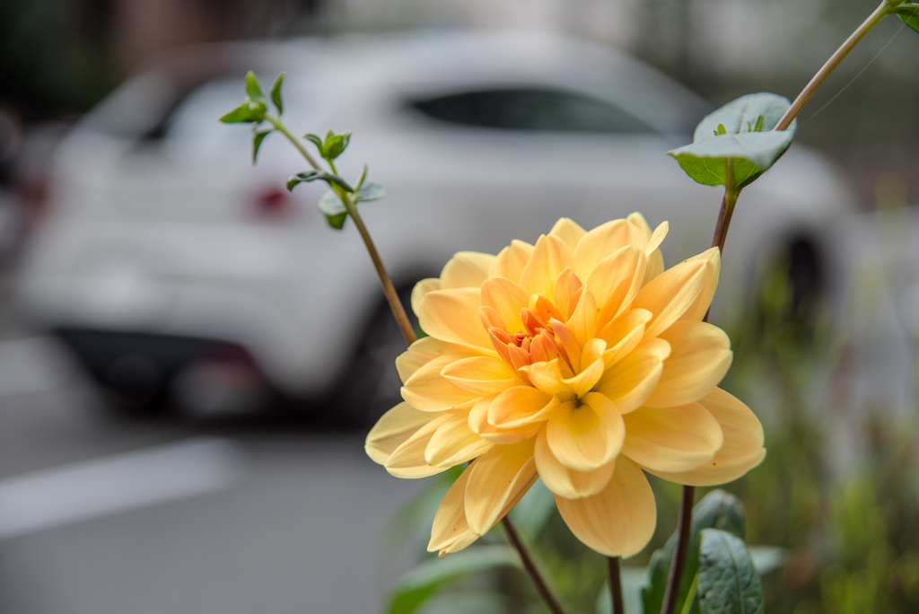 道端の花