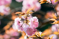 八重咲きの桜