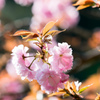 八重咲きの桜