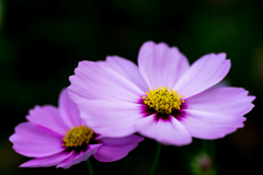 秋桜