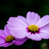 秋桜