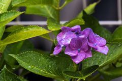 雨の日は紫陽花