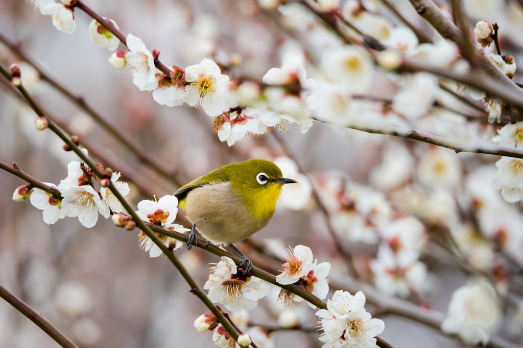 梅の花