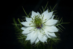 Nigella