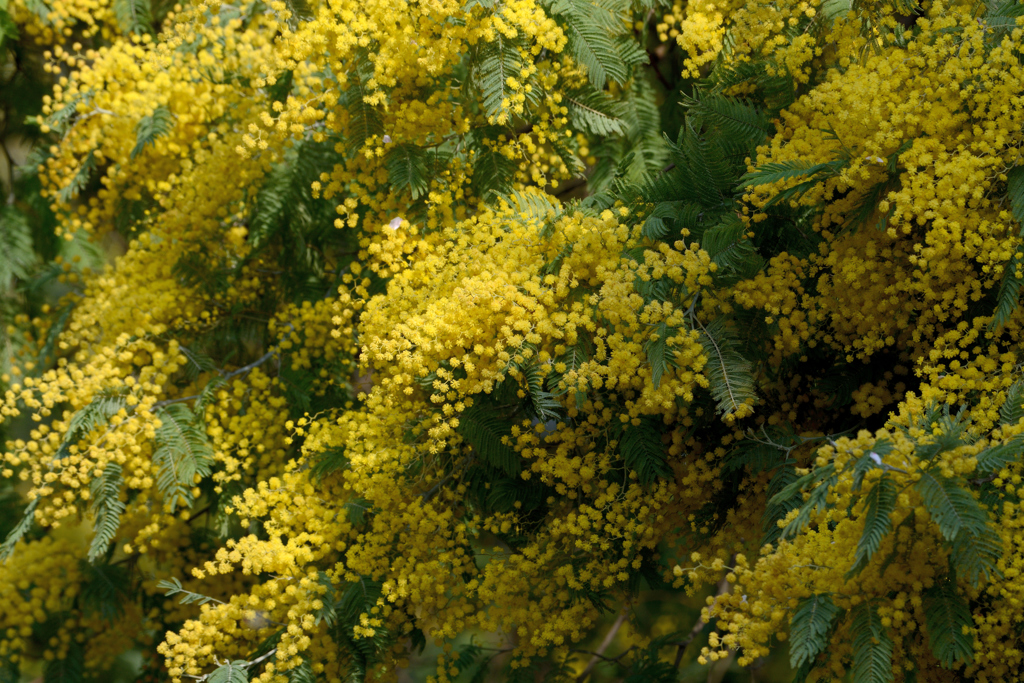 花粉の季節。。