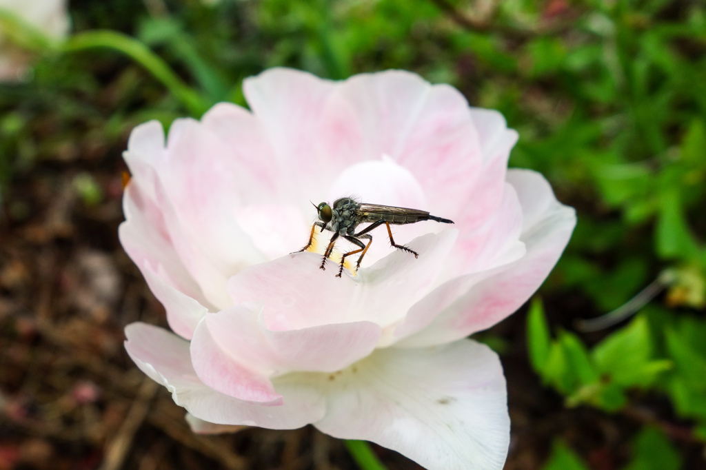 虫も花が好き？
