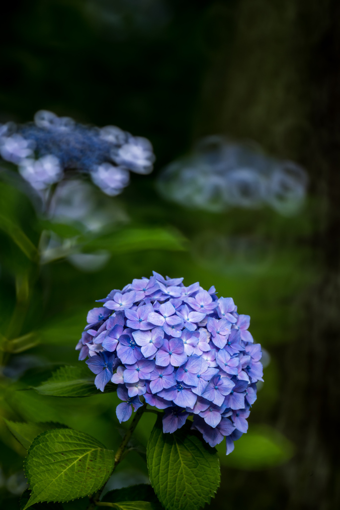 紫陽花三種　Reflex Nikkor 500mm F8