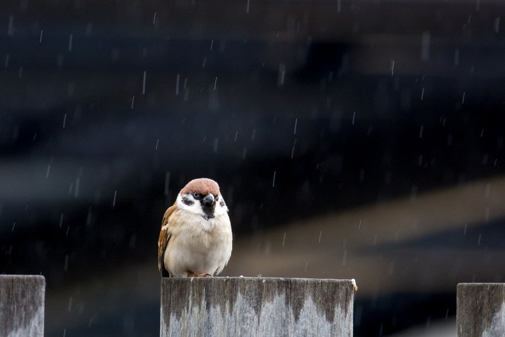 雨が続きますね。。