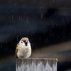 雨が続きますね。。