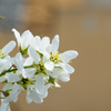 ジューンベリーの花-2