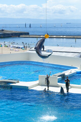 dolphin jump!!