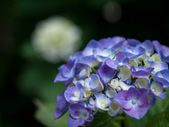 紫陽花を撮る日々