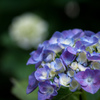 紫陽花を撮る日々
