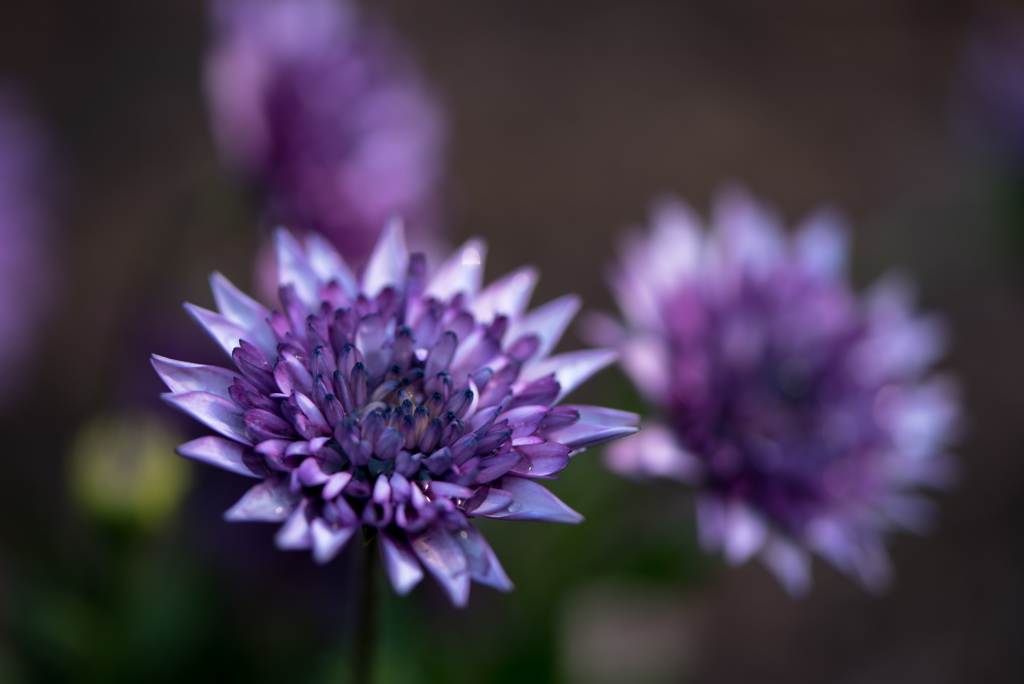 紫の花