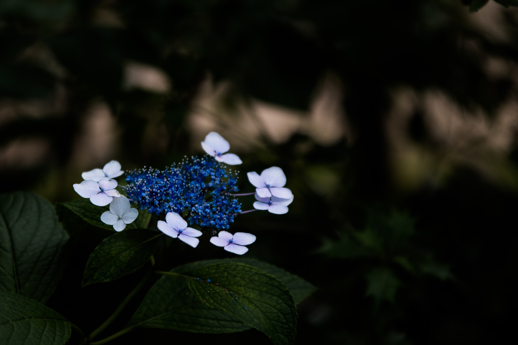 木陰の暮らし