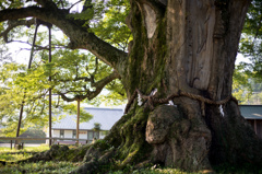 野間の大ケヤキ