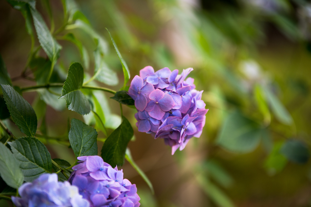 小さな紫陽花