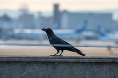 空港のカラス