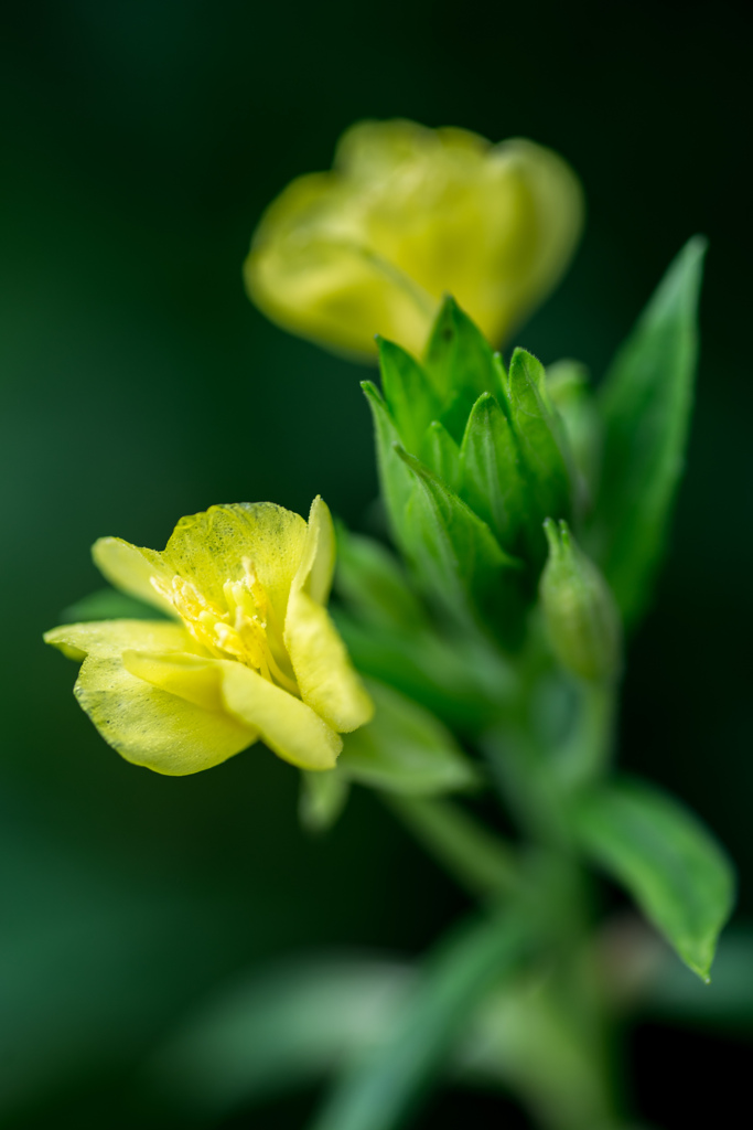 雑草の花　「荒地待宵草」