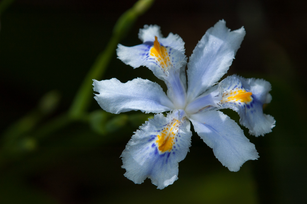 著莪の花