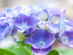 紫陽花と向き合う