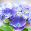 紫陽花と向き合う