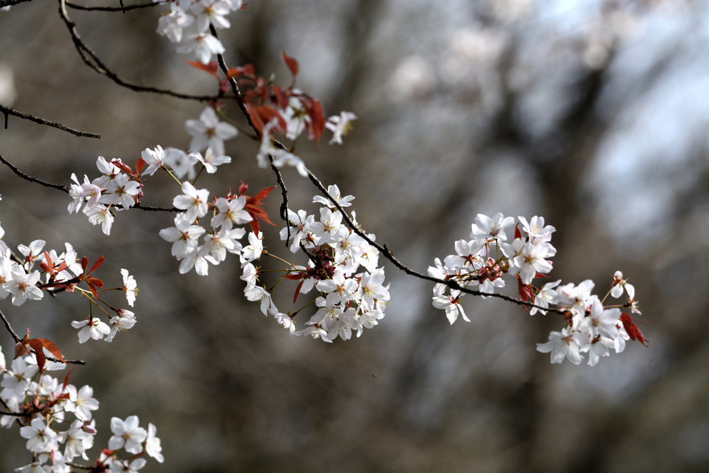 山の桜は