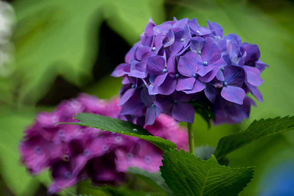 旬の花　Reflex Nikkor 500mm F8