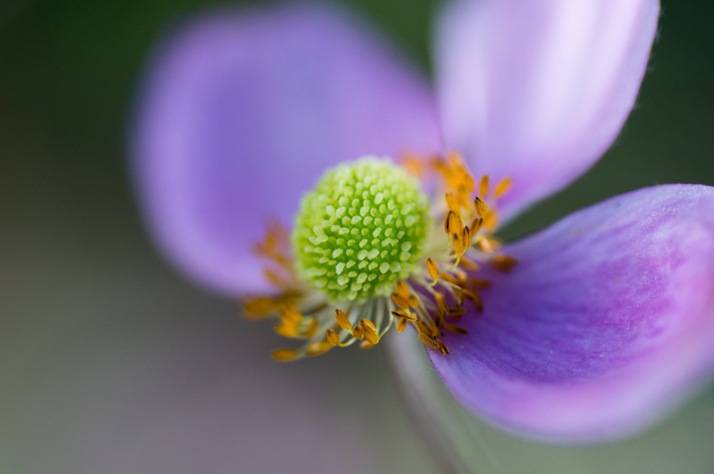 最後の花