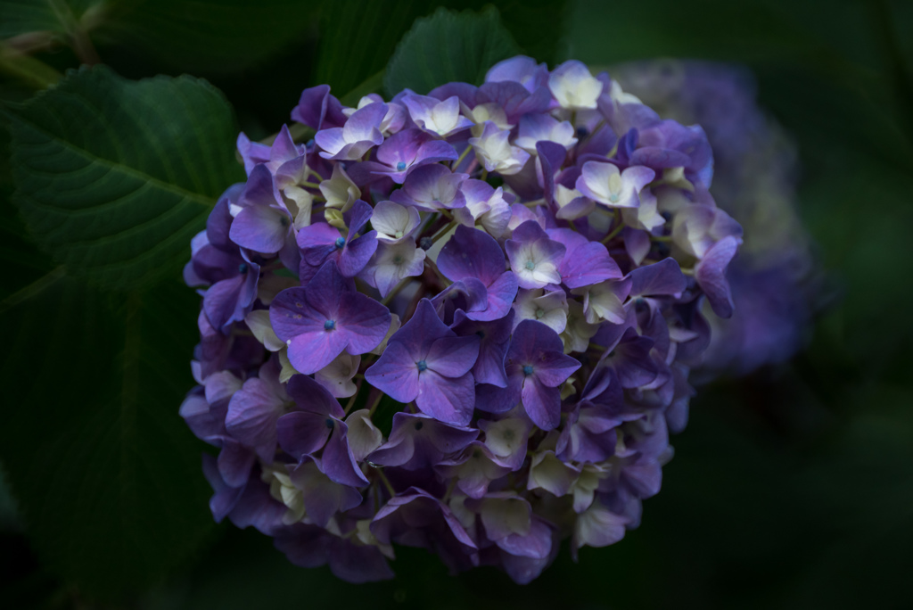 旬の花　Reflex Nikkor 500mm F8